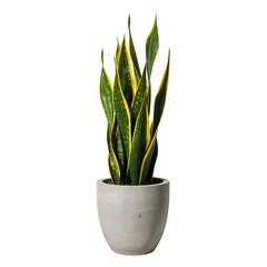 Elegant Snake Plant in a Modern Pot Enhances Indoor Space With Vibrant Green and Yellow Accents