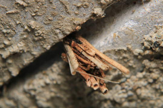 grass bagworm moth psyche casta	