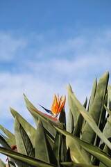 bird of paradise flower 