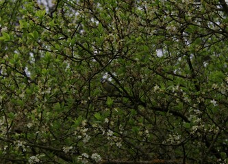 Obraz premium Bird in the Dark