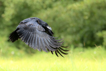 Kruk, czarny ptak drapieżny w locie © M