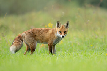 Lis rudy drapieżnik stojący na zielonej łące