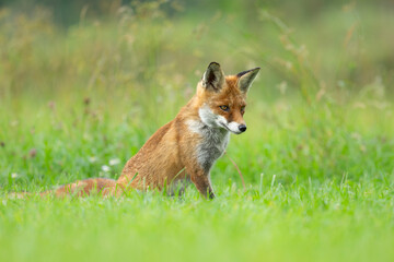 Fototapeta premium Lis rudy drapieżnik siedzący na zielonej łące