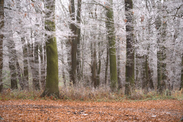 Oszroniony dębowy las zimową porą © M