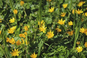 Obraz premium yellow flowers in the garden