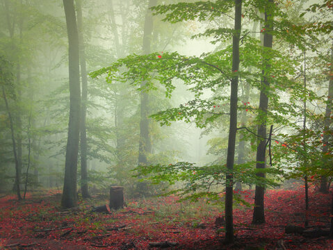 Mysterious green foggy forest during autumn day with trees
