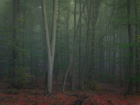 Creepy mysterious green foggy forest during autumn day with forest road and green foliage