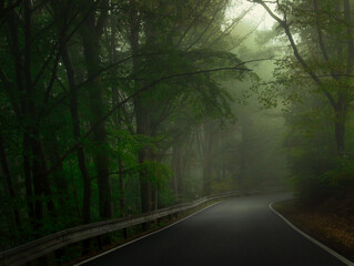 Fototapeta premium Creepy mysterious green foggy forest during autumn day with asphalt road and green foliage