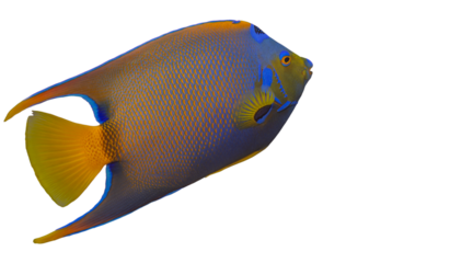 Wild Queen Angelfish or Blue Angelfish Holacanthus ciliaris