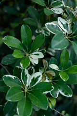 Close-up of white variegated schefflera leaves