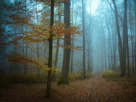 Creepy mysterious foggy forest during autumn day with colorful foliage