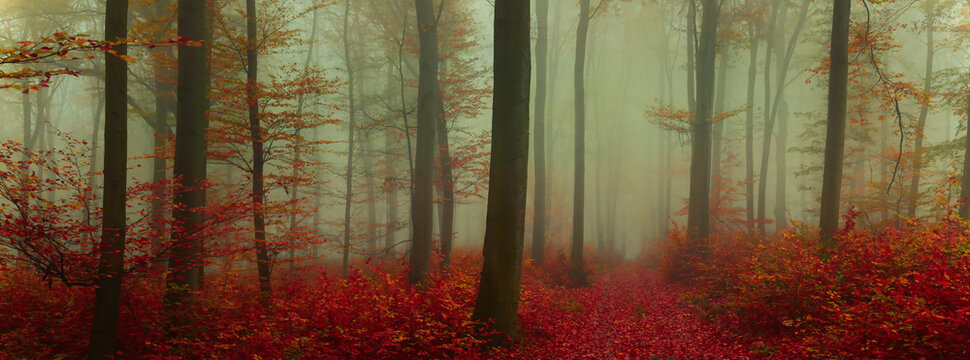 Creepy mysterious foggy forest during autumn day with colorful foliage