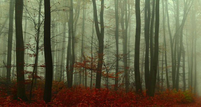Creepy mysterious foggy forest during autumn day with colorful foliage