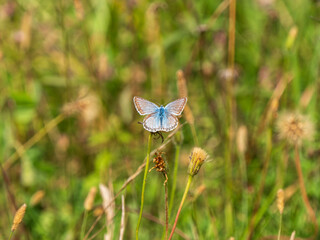 Chalkhill Blue Butterfly Resting in a Meadow