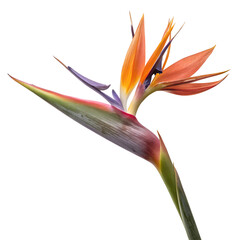 Obraz premium Illustration of vibrant bird of paradise flower isolated on transparent background with colorful petals and green stem