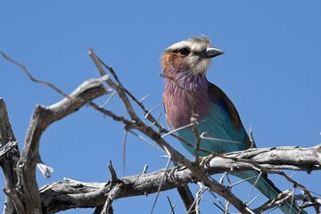 Lilac-breasted roller bird