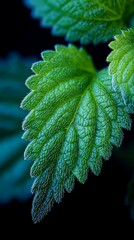 A detailed macro shot capturing the vibrant green texture and delicate hairs of a serrated leaf against a dark background