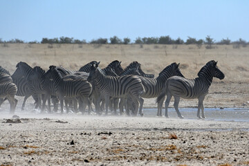 Stripped zebras in African bush
