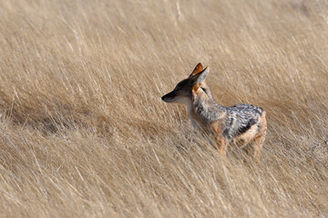 Obraz premium Portrait of a black-backed Jackal