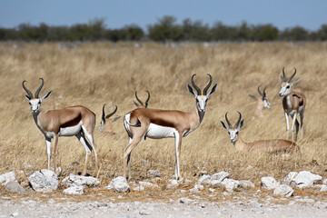 Springbok antelopes (Antidorcas marsupialis) in Etosha National Park