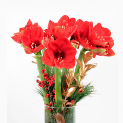 Ein weihnachtlicher Strau&szlig; aus Amaryllis in einer Glasvase auf wei&szlig;em Grund