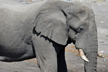 African elephant (Loxodonta africana) Etosha National Park