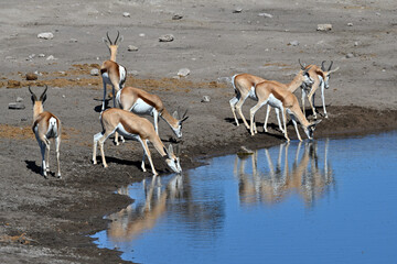 Springbok antelopes (Antidorcas marsupialis) in Etosha National Park
