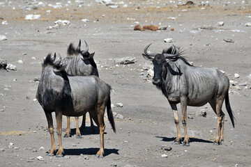 Wildebeest Gnu in Etosha National Park