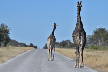 Giraffes (Giraffa camelopardalis) in the Etosha National Park