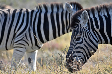 Stripped zebras in African bush