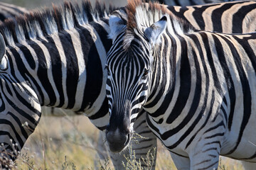 Stripped zebras in African bush
