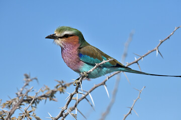 Lilac-breasted roller bird