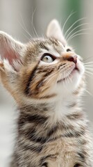 Fototapeta premium cute baby kitten looking up, innocent emotion, light beige background, shallow depth of field