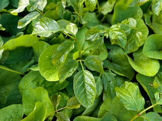 Winged bean is a crop that is currently attracting attention because it provides a high amount of nitrogen.