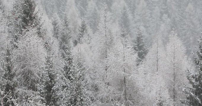 Snowy textured winter surface with icy pine tree patterns ,Italy