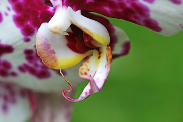 Orchid flower in close up	