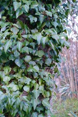 木に絡みつくツタ