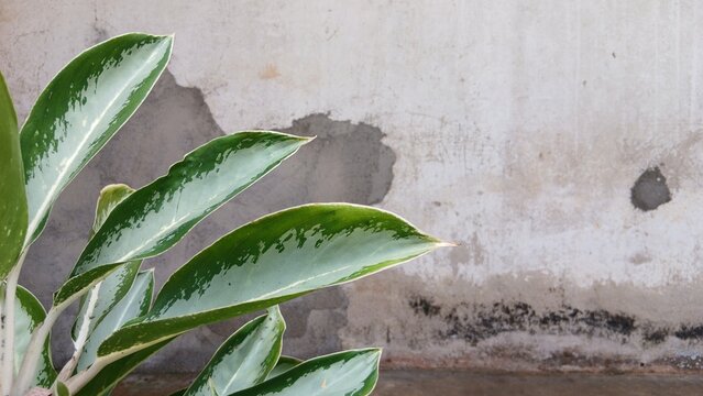 silver aglonema flower. Aglaonema Schott. which has lots of leaves with empty space against the background of the walls