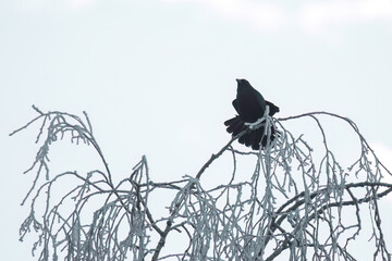 Fototapeta premium a raven perched on a birch at a cold winter morning