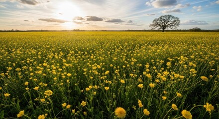 Field of yellow flowers under bright sunset sky with lone tree.