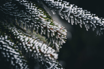 Mit Eis besetzte Tannenzweige