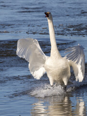 Whooper swan