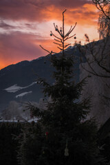 Fototapeta premium a christmas tree, a spruce in the garden, with christmas balls at a cold winter day