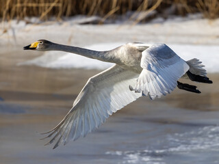 Whooper swan