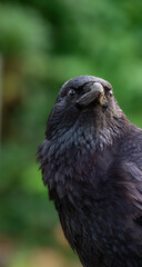 Close-up portrait of a black crow with glossy feathers on a blurred green nature background