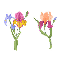 Iris stem vector set with elegant blossoms and slender leaves. Botanical illustration for packaging, wedding stationery, textile prints, wall art, and modern floral design projects