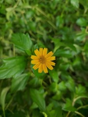 Yellow Wildflower Bloom in Lush Green Nature Background