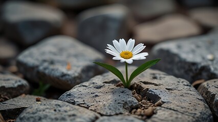 White Flower Resting on Stone Surface as a Symbolic Memorial