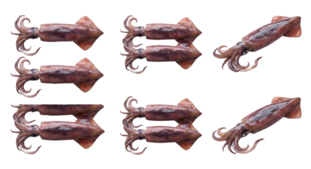 Multiple realistic squid models with detailed textures and tentacles on a transparent background