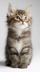Obraz premium cute baby kitten sitting, centered composition, large copy space above, soft studio lighting, clean white background, professional stock photo, vertical
